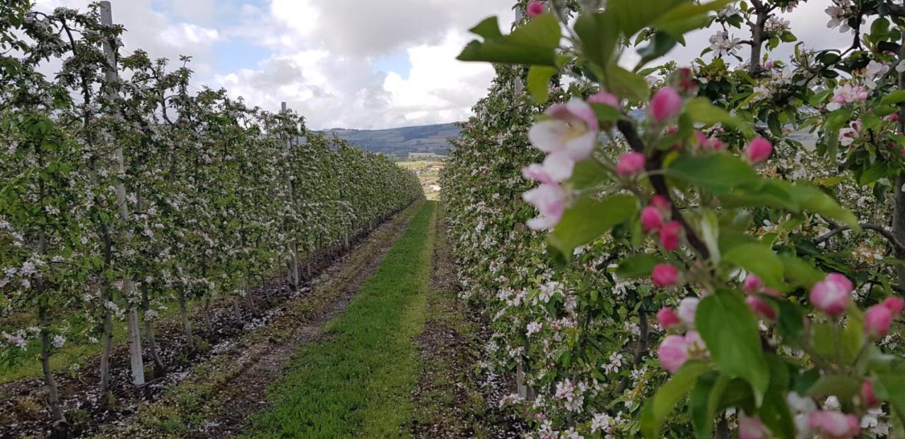Quinta Bemboa Turismo Espaco Rural Aricera Bagian luar foto